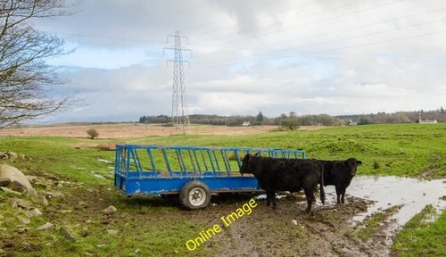 Photo 6x4 cattle kiltersan - photo,