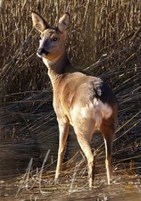 Wall Art "Roe Deer" United Kingdom A4 Print