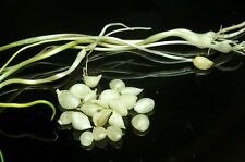 30 X FRENCH Wild Garlic Gourmet Field Garlic Bulbs ORGANIC Set Hardy UK EU US