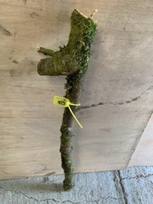 Blackthorn Shillelagh stick