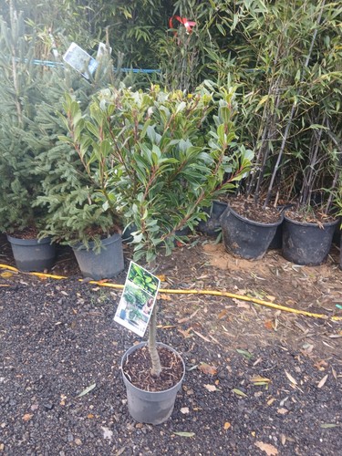 Laurus nobilis bay junior - laurus,