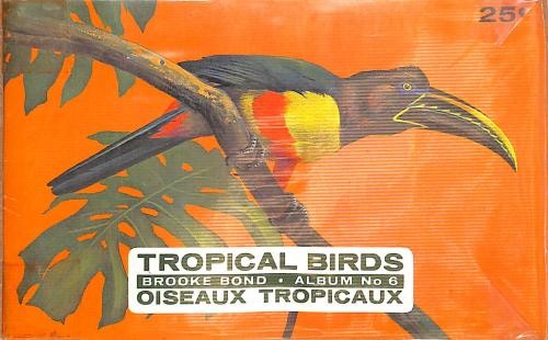 Tropical birds - tropical,