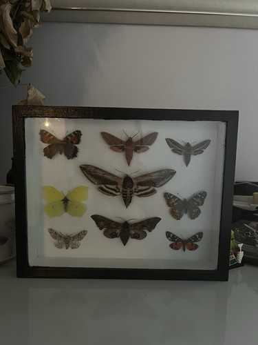 Mounted butterfly moth - mounted,