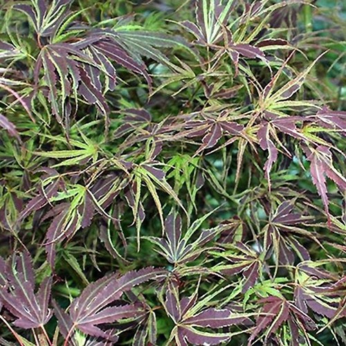 Acer palmatum manyo - sato, in