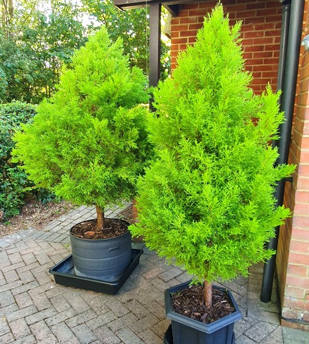 200 cupressus goldcrest - 2x, cm