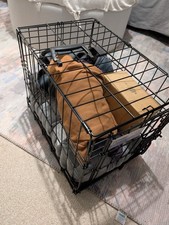 Puppy Starter Kit Pre Owned