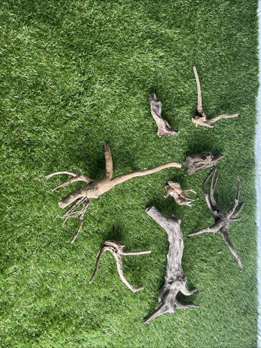 Spider bogwood bundle - bogwood, fish