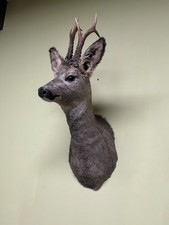 Roe deer Shoulder Mount (Winter), Wild boar head, Wild boar, Taxidermy, Trophy
