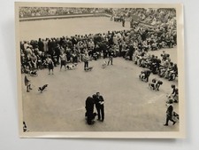 Crufts Dog Show Beagles Judging Handlers Olympia London 1971 VTG Photo