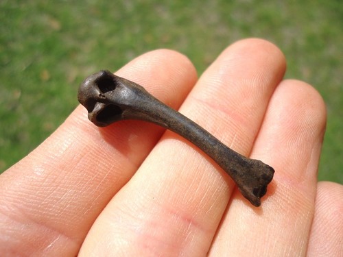 Rare bobwhite quail humerus - rare,