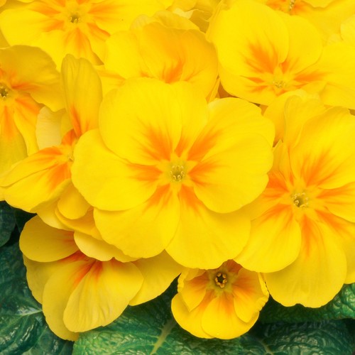 Polyanthus yellow colourful - |,