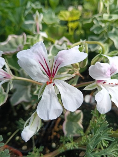 Pelargonium elegante - pelargonium, 'l'elegante'