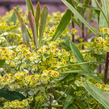 1 Large Plant – Euphorbia