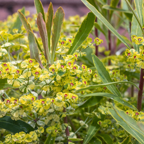 Large plant euphorbia - 1,