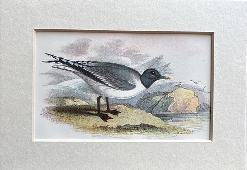Antique sabines gull coloured - antique,