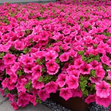 25 Rose of Heaven Pink Petunia