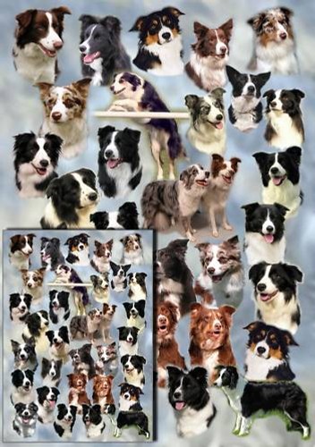 Border collie dog gift - dog,