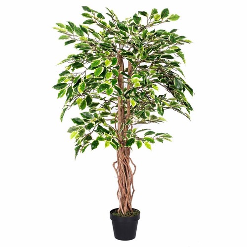 4ft variegated ficus - 4ft,