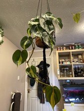 Philodendron Brazil Marble