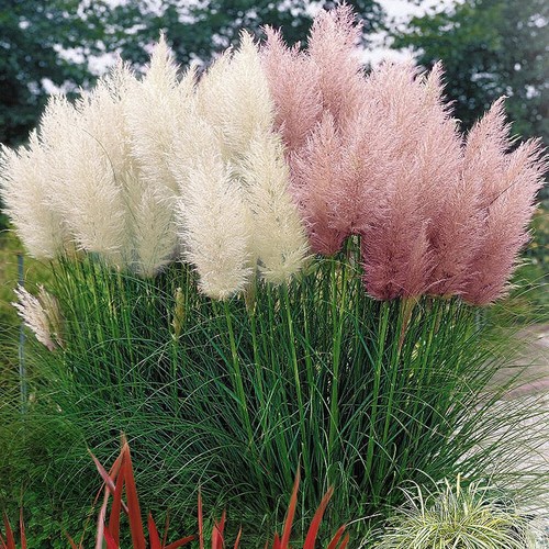 White pink combo - pink,