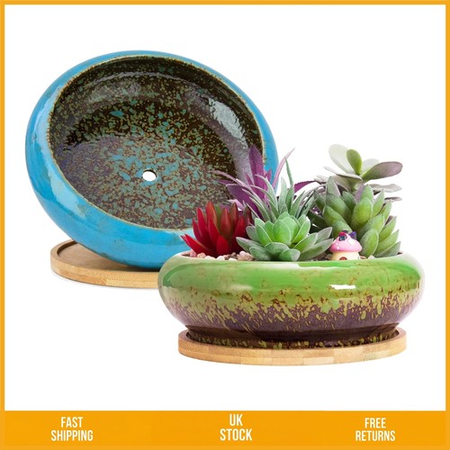 Elegant ceramic succulent - elegant,