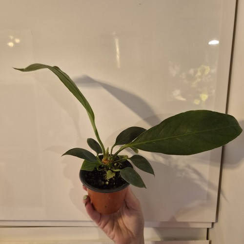 Anthurium big bill - anthurium,