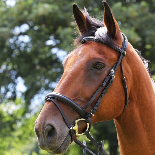 Gallop padded comfort - gallop,