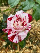 ROCK & ROLL  - Fragrant