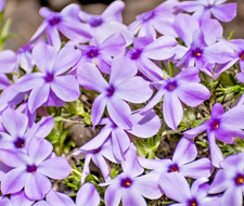 300x Mountain Phlox Linanthus