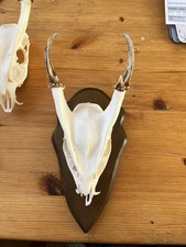 Muntjac Buck Skull Taxidermy Gothic Art Home Decoration Display