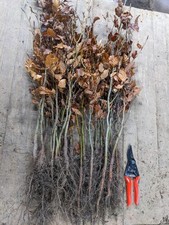 50 Mixed Native Hedgerow