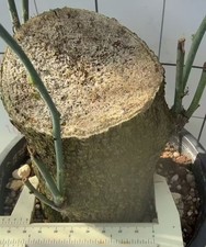 Adenia perrieri WYSIWYG  Boutique Feature