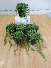 Senecio Rowleyanus 'String of Pearls' Indoor Trailing Plant 7cm Pot
