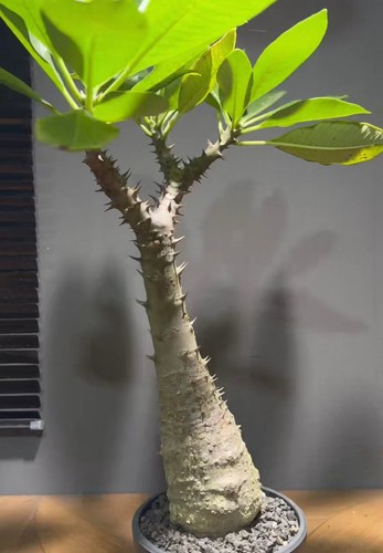 Pachypodium baronii wysiwyg - pachypodium,