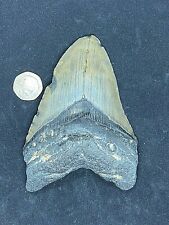 4.9" Prehistoric Fossil Carcharodon Megalodon Shark Tooth Teeth Taxidermy CCC004