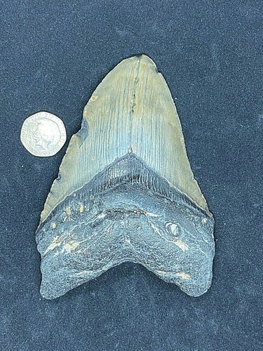 Prehistoric fossil - 4.9",