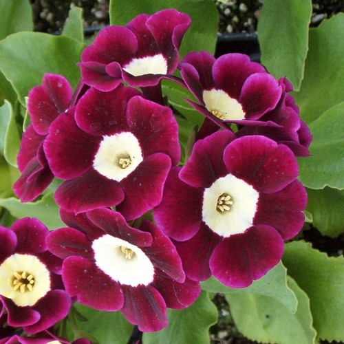 Primula pubescens auricula - auricula,