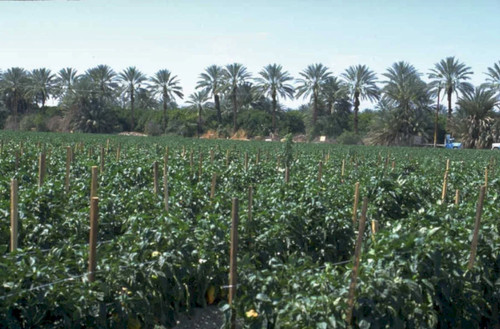 Citrus orchard trees 1980s - orchard,