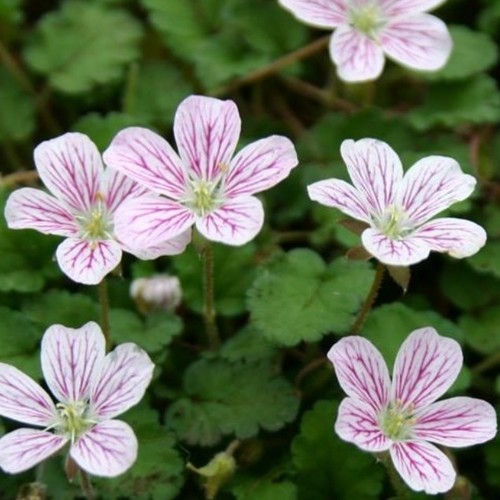 Erodium storksbill plug - , plants