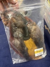 Turrall Golden Pheasant body and head