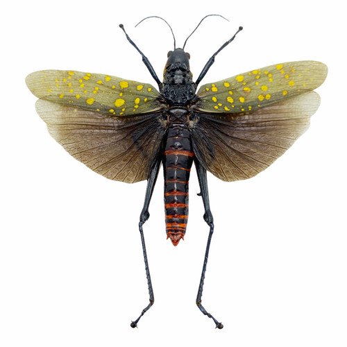 Northern spotted grasshopper - northern,