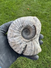 Ammonite Fossil Liparoceras