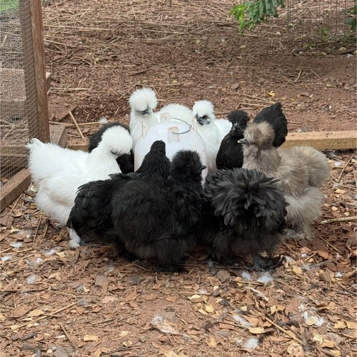 Silkie frizzle hatching - 6,