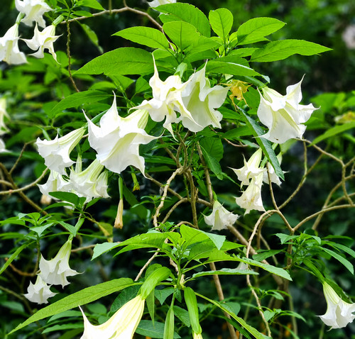 Brugmansia suaveolens white - suaveolens, 'white'