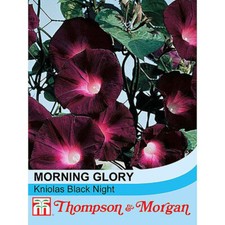 Thomspon & Morgan Morning Glory Seeds Kniolas Black Night Garden Plants 30 Seeds