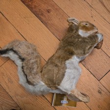 Hansa Red Squirrel & Nut 3745