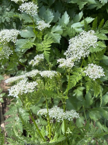 Myrrhis odorata variegata