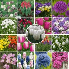 Tulips garden flowers mixed - tulips,