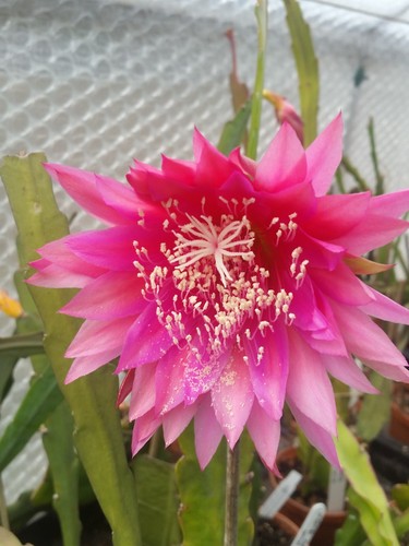 Epiphyllum kiwi razzle - razzle, dazzle