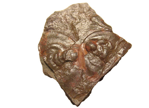 Cambrian paedeumias nevadensis - paedeumias,